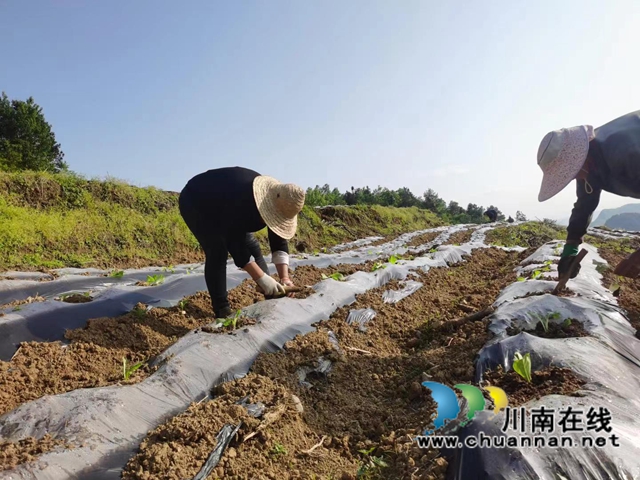 古蔺县石宝镇：2000亩烟苗完成移栽，老牌产业焕发新活力