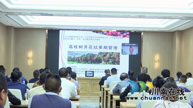 合江：荔枝花果期如何管理？国家级首席科学家来支招