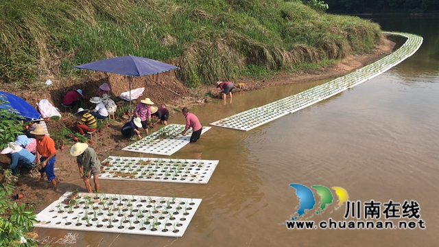 泸县百和镇：鱼塘尾水生态治理，助力大陆溪水质提升