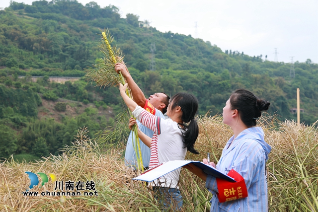 农技专家测产.jpg