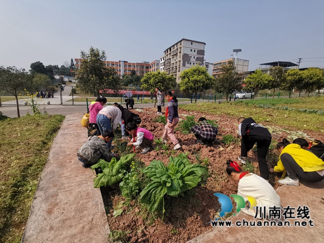 亲近自然，感受生活！合江县荔江镇中心校强化学生劳动实践