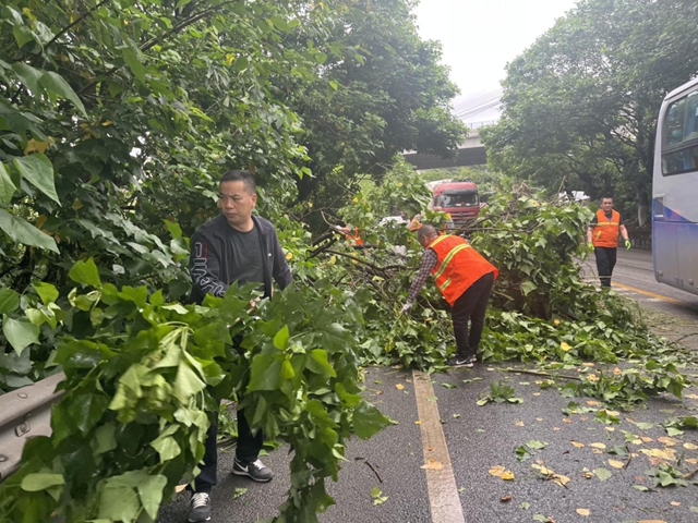 狂风暴雨!树倒竹断!泸州交通火速抢险保畅通(图1) 路1.jpg