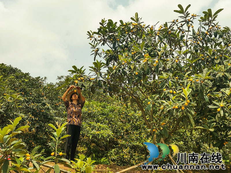 五一假期,请到泸县玉蟾街道白龙塔村摘枇杷(图3) 采摘枇杷(曾佐然摄).jpg