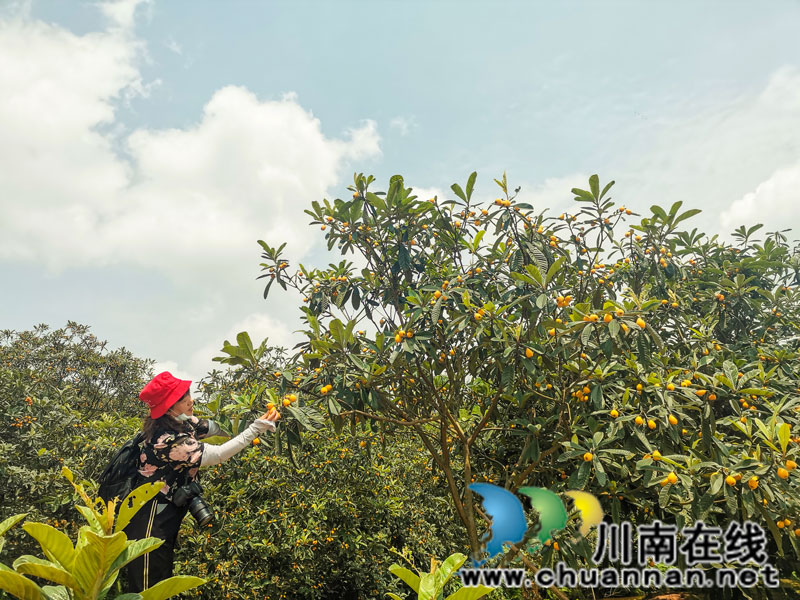 五一假期，请到泸县玉蟾街道白龙塔村摘枇杷