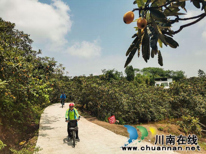 五一假期,请到泸县玉蟾街道白龙塔村摘枇杷(图4) 骑行在枇杷林里(曾佐然摄).jpg