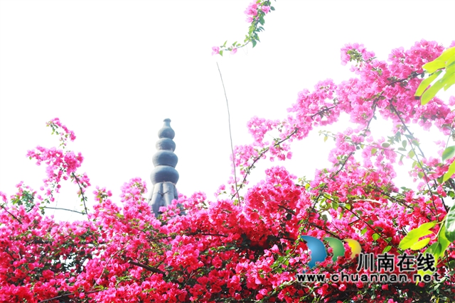 三角梅爬满屋顶，花开灿烂时，就变成一道花墙，姹紫嫣红的花儿格外娇美。.jpg