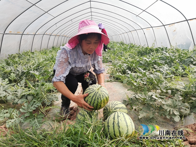 采摘西瓜2（曾佐然摄）.jpg