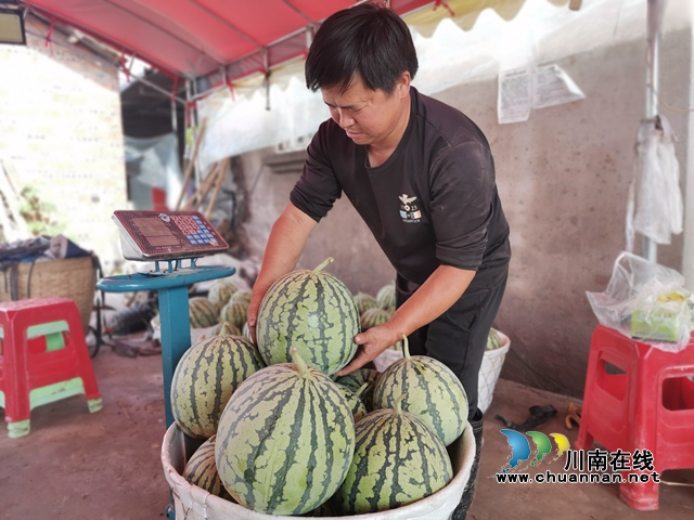 西瓜过称（曾佐然摄）.jpg