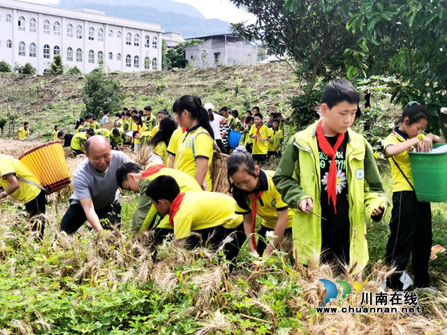 刘祖强老师指导学生割麦子2（付忠勤）.jpg
