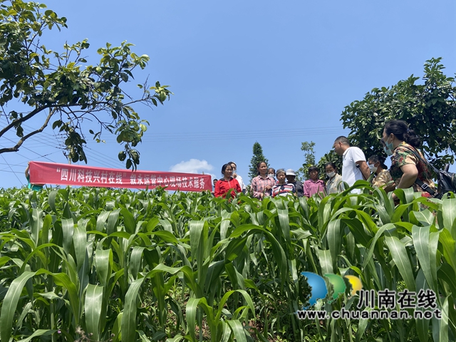 叙永组织“四川科技兴村在线”高粱种植管理技术培训会