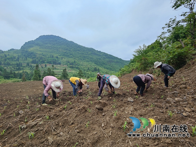古蔺县石宝镇：撂荒地上长出新希望