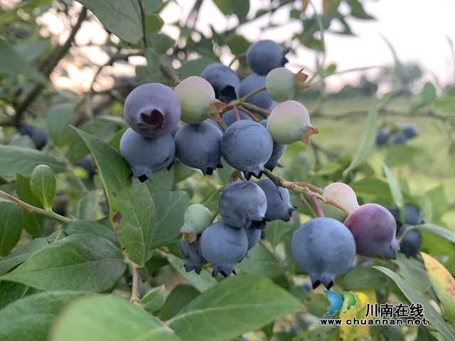 合江县甘雨镇：乡贤周贤荣十年匠心打造百亩蓝莓园