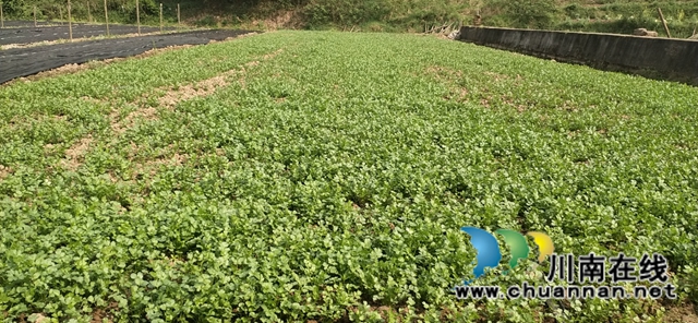 泸县太伏镇：乡贤发展香菜产业带来大收益