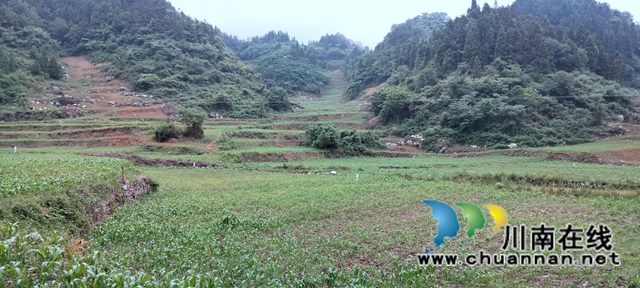 古蔺县双沙镇:盘活闲置撂荒地,注入振兴新活力(图2) 3f7a1bab65143135bcb846f968bcb01.jpg