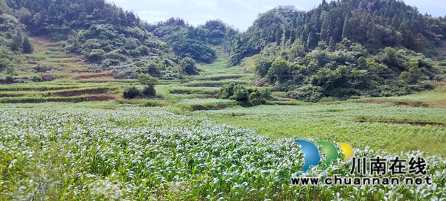 古蔺县双沙镇:盘活闲置撂荒地,注入振兴新活力(图5) 86237b568fec1dfca6998754457ab03.jpg