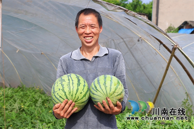 据云丰村种植大户介绍，西瓜采用大棚栽培技术，可以增温保温，促进西瓜糖分积累，西瓜品质提升了。.jpg