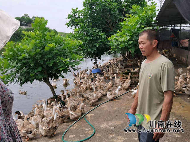 泸县得胜镇：新乡贤张明富的致富路
