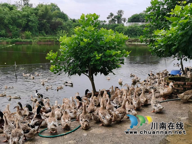 泸县得胜镇:新乡贤张明富的致富路(图2) 微信图片_20220520163046.jpg