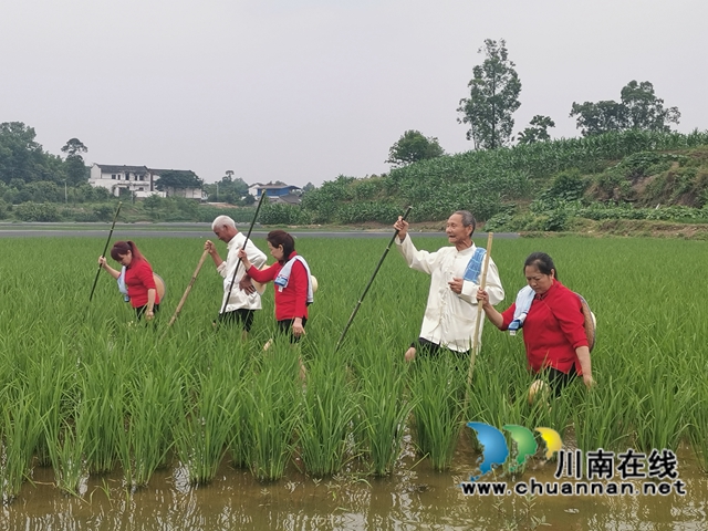 村民在薅秧唱山歌1（曾佐然摄）.jpg