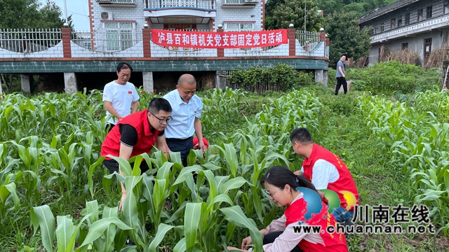泸县百和镇开展“重耕稳粮·党员先行”主题党日活动