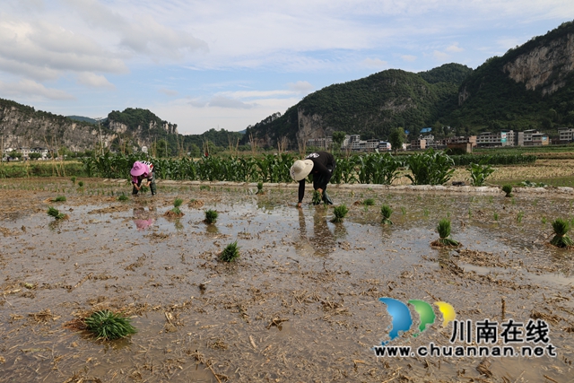 古蔺县双沙镇：油菜丰收忙插秧，农旅融合促振兴