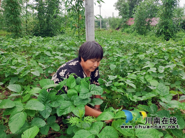 宜宾南溪区长兴镇：林下种豆，增绿又增收