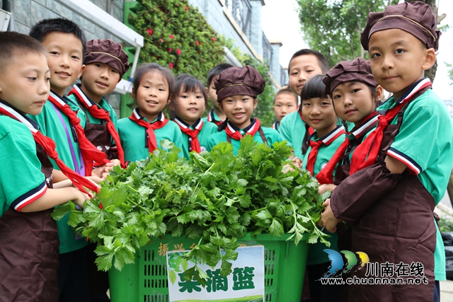 学生采摘芹菜.JPG