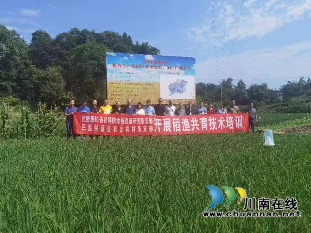 泸州民盟：推广稻鱼高粱生产技术，助推现代农业园区发展