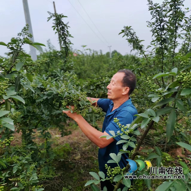 泸县兆雅镇：藤椒种出致富路
