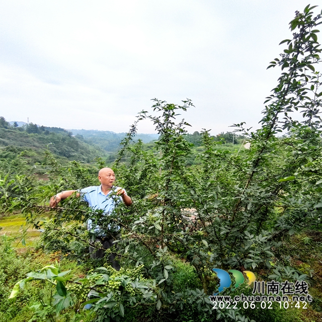 泸县兆雅镇：五百亩藤椒形成别致风景线
