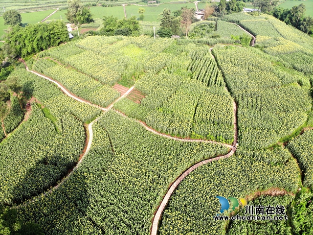 订单发展的高粱基地（陈传敏摄）.JPG