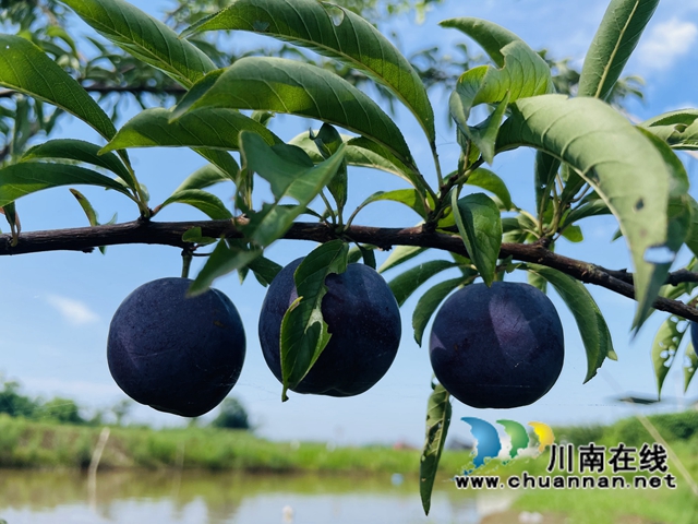 泸县立石镇：相约盛夏，缘来有“李”