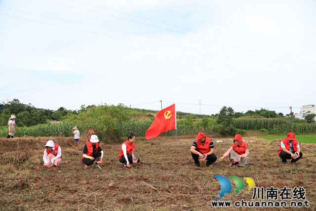 泸县云龙镇：党建引领助力“撂荒地”变身“粮袋子”