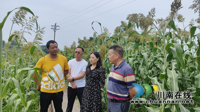 科技助农增产增收，民盟龙马潭区基层委员会在行动