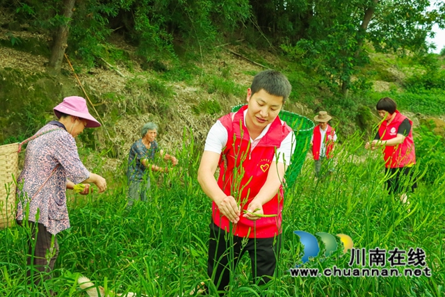 志愿者正在帮忙采摘黄花.jpg