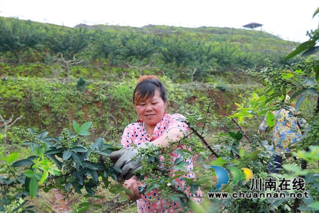 合江县白沙镇：种下花椒树，同走致富路