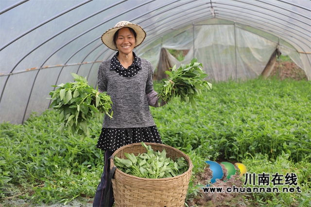 4“今年的空心菜长势不错，每天可以采摘2000把左右，能从3月份卖到7月份，预计有10几万的收入。”种植大户覃雪梅介绍道。.jpg