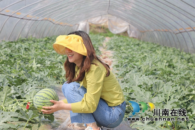 5个大饱满且提前半个月上市的西瓜也吸引不少泸荣两地游客前来采摘。.jpg