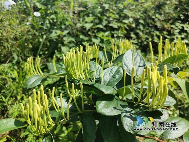 古蔺县石宝镇：一朵花绽放出产业新时代