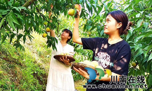 游客在采摘苹果桃.jpg