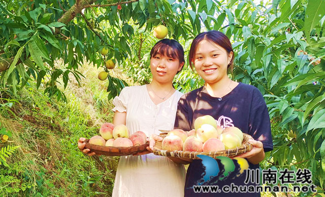 游客展示采摘的苹果桃.jpg