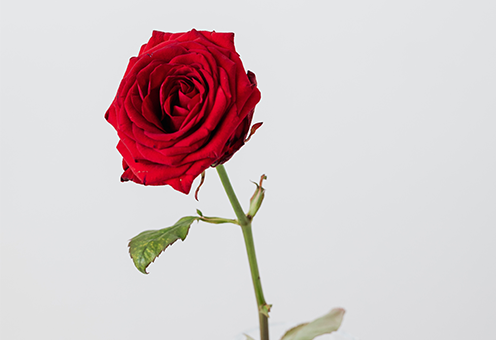 花.png