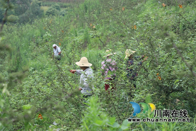 花椒滞销农民忧，泸县方洞镇干部上门解“椒”愁