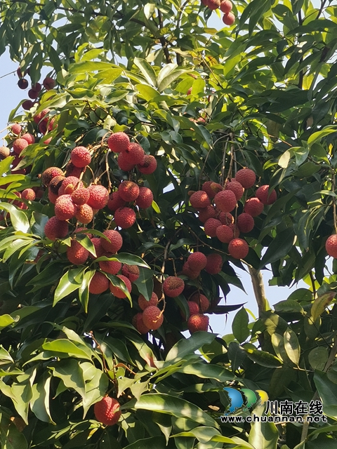 丰收的荔枝（曾佐然摄）.jpg