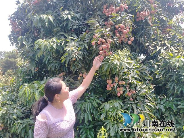 泸县牛滩镇乡贤屈春燕：荔枝映红致富路