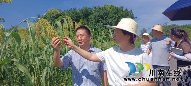 视察高粱长势.jpg