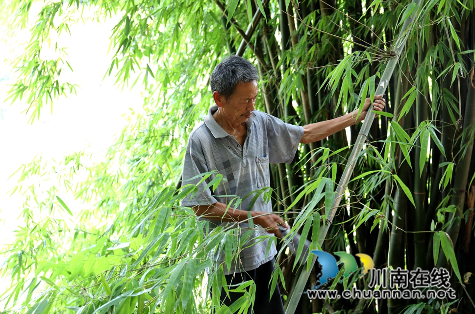 1范明青正在砍竹 胡晓霞摄.JPG
