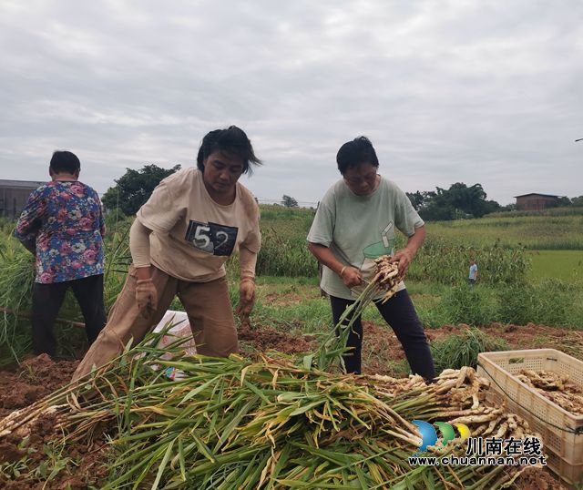 牛滩生姜采挖现场（曾佐然摄）.jpg