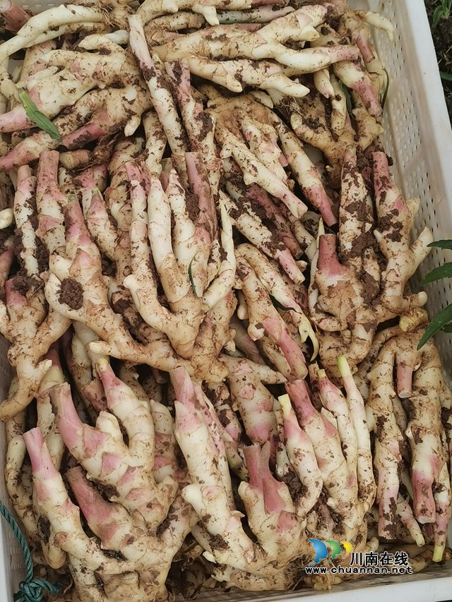 牛滩生姜（曾佐然摄）.jpg