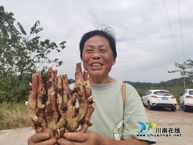 抢鲜上市受追捧！泸县牛滩生姜将亮相首届中外地理标志产品博览会